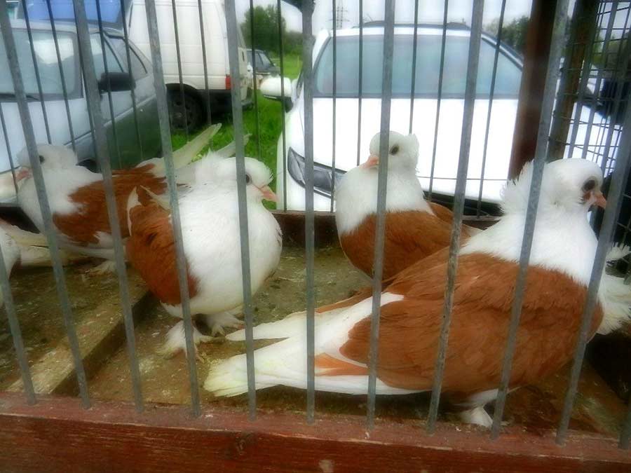 Клуб голубеводов станицы Ленинградская