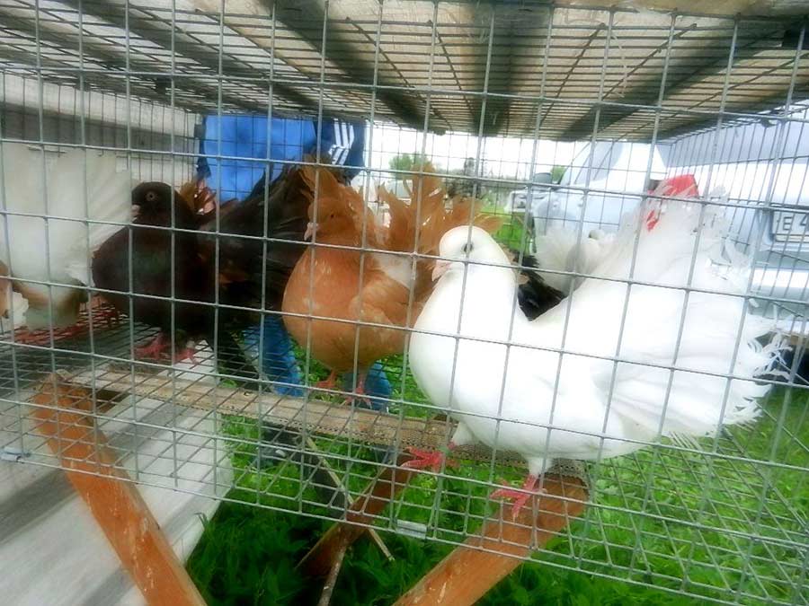 Клуб голубеводов станицы Ленинградская