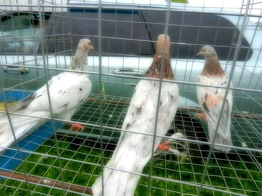 Клуб голубеводов станицы Ленинградская
