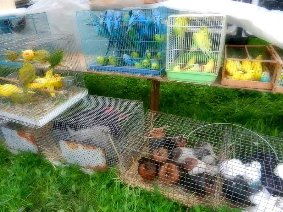 Клуб голубеводов станицы Ленинградская
