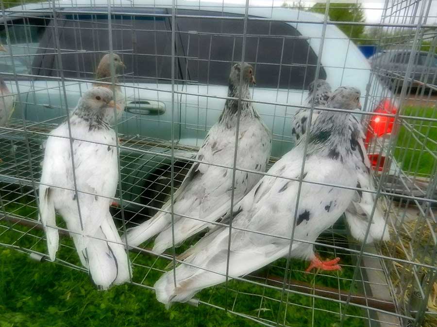 Клуб голубеводов станицы Ленинградская