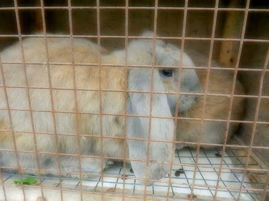 Клуб голубеводов станицы Ленинградская
