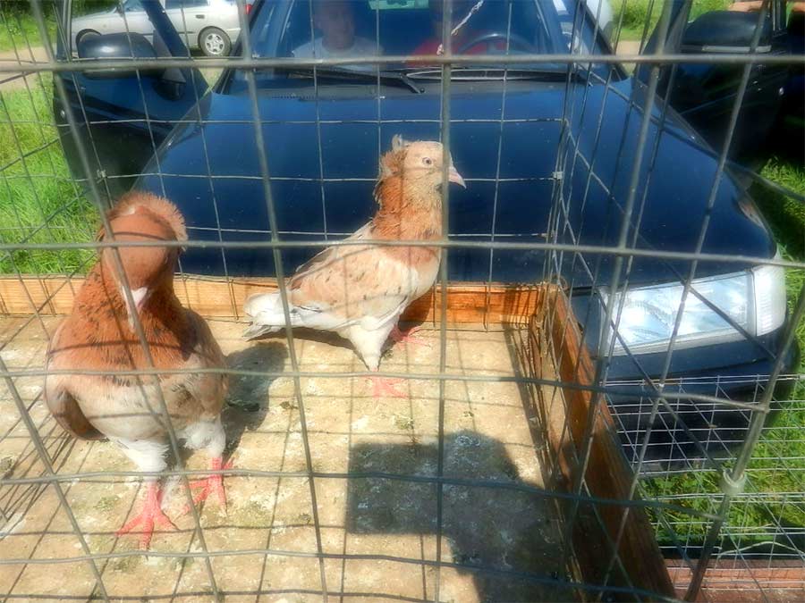 Клуб голубеводов станицы Ленинградская