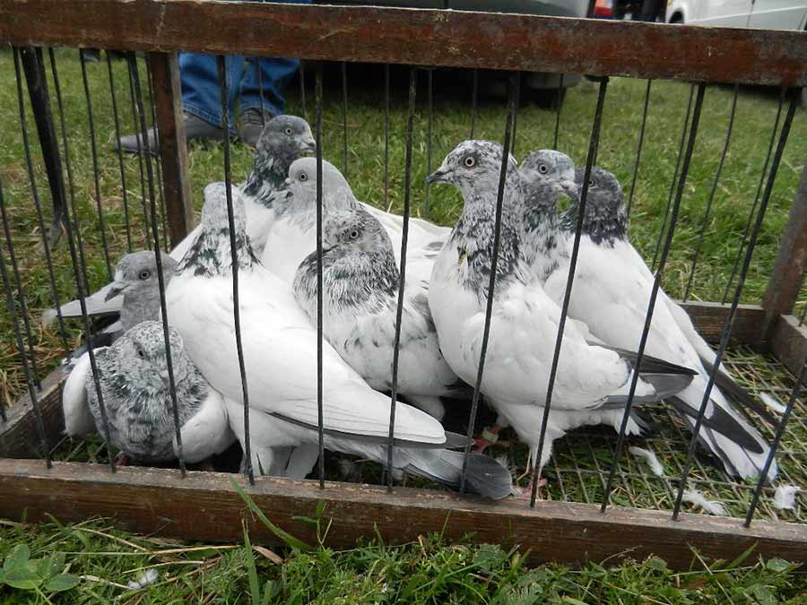 Клуб голубеводов станицы Ленинградская