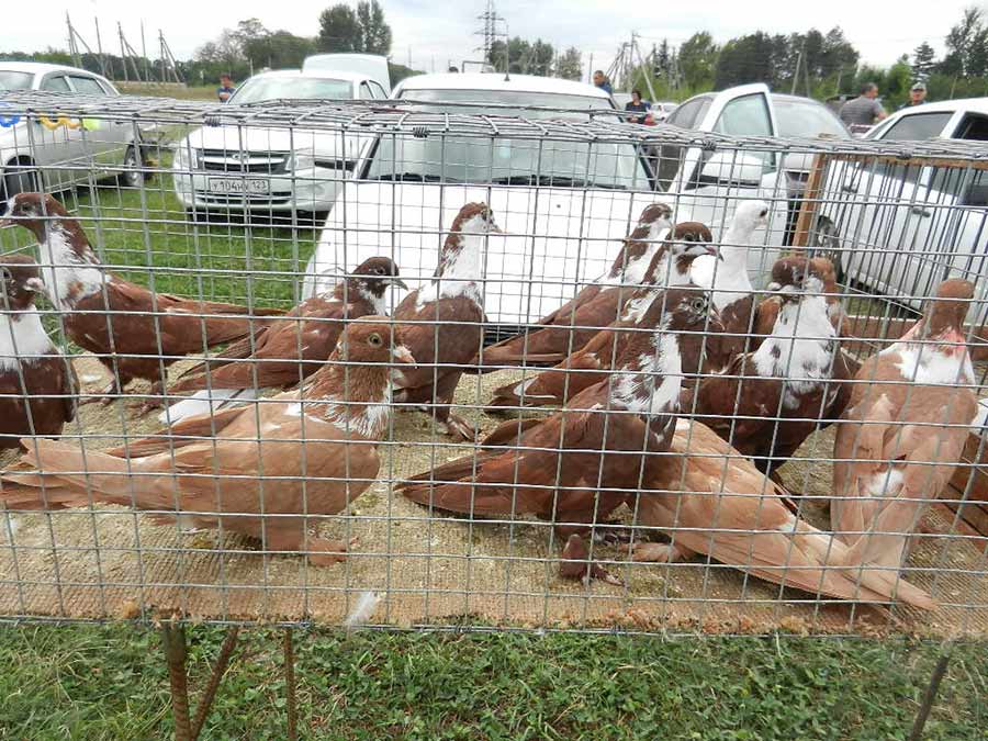 Клуб голубеводов станицы Ленинградская