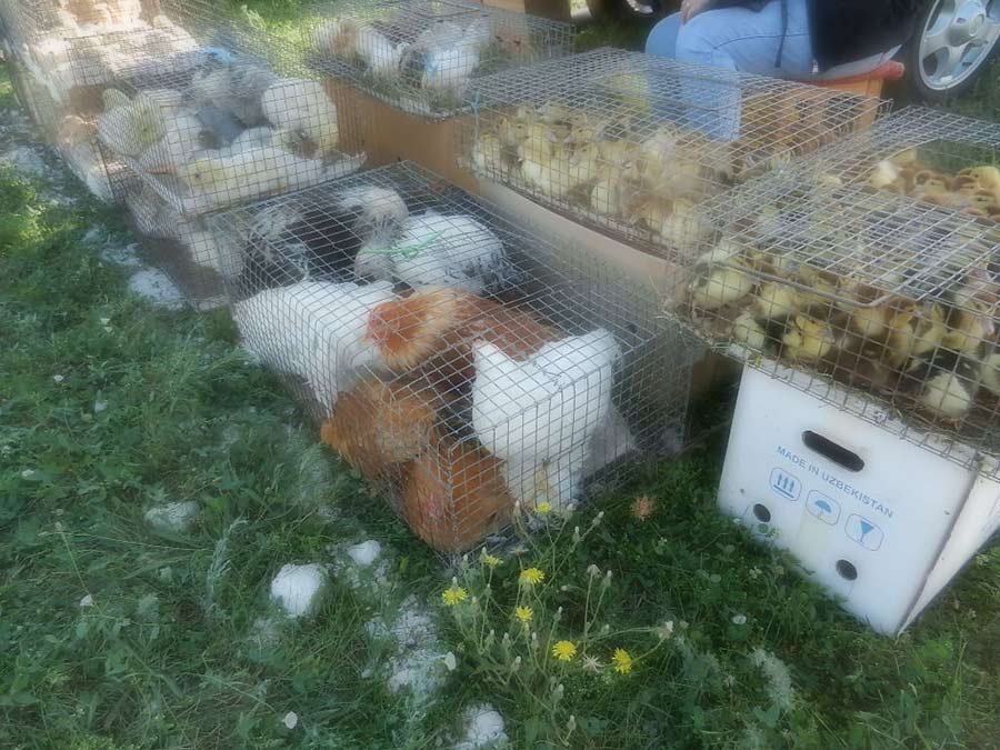 Клуб голубеводов станицы Ленинградская