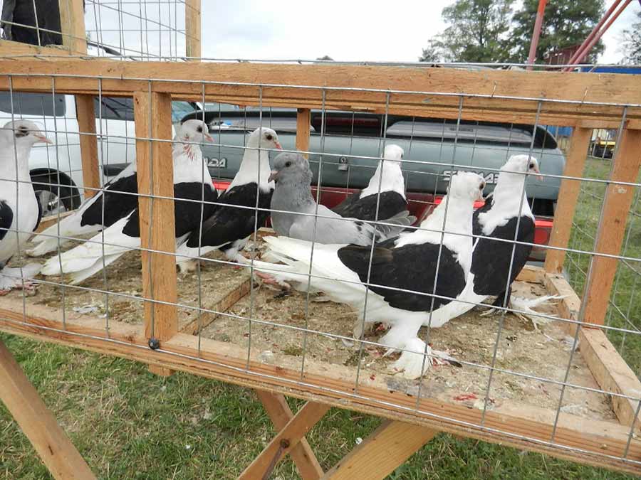 Клуб голубеводов станицы Ленинградская