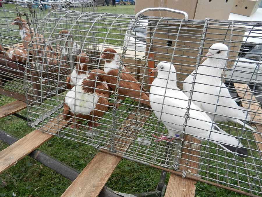 Клуб голубеводов станицы Ленинградская