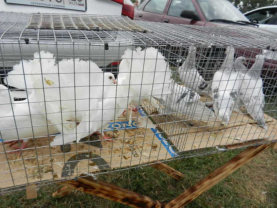 Клуб голубеводов станицы Ленинградская