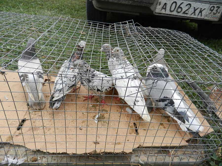Клуб голубеводов станицы Ленинградская