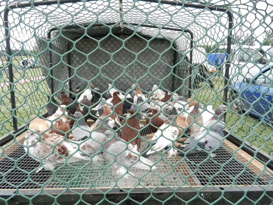 Клуб голубеводов станицы Ленинградская