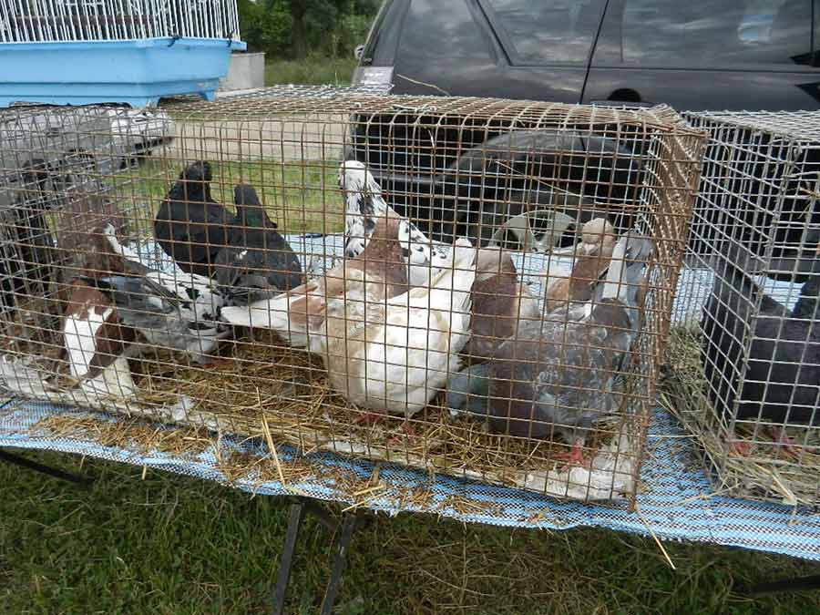 Клуб голубеводов станицы Ленинградская