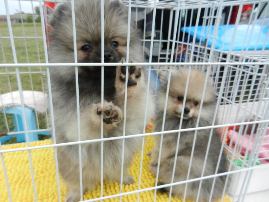 Клуб голубеводов станицы Ленинградская