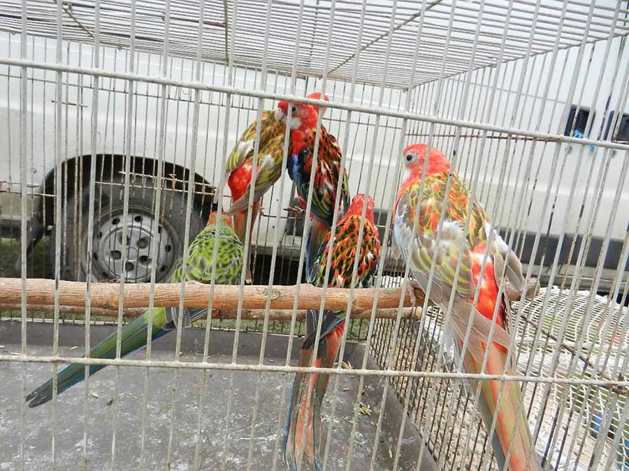 Клуб голубеводов станицы Ленинградская