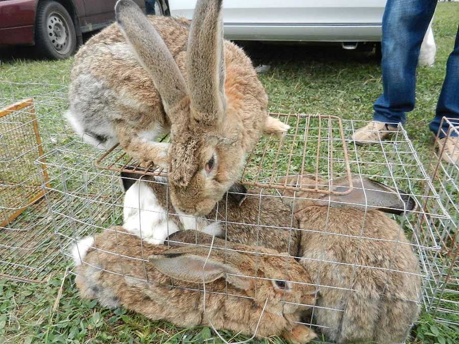 Клуб голубеводов станицы Ленинградская