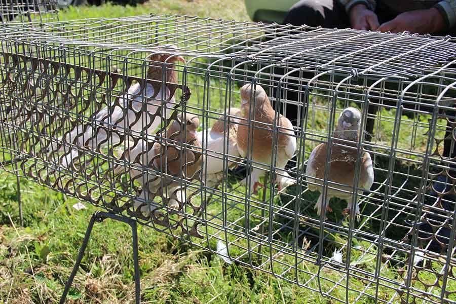 Клуб голубеводов станицы Ленинградская