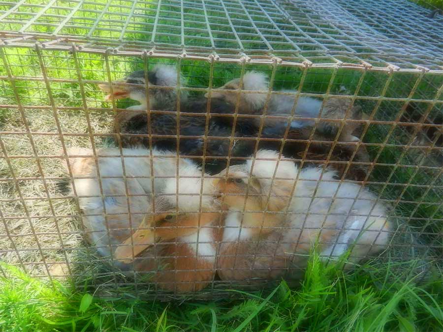 Клуб голубеводов станицы Ленинградская